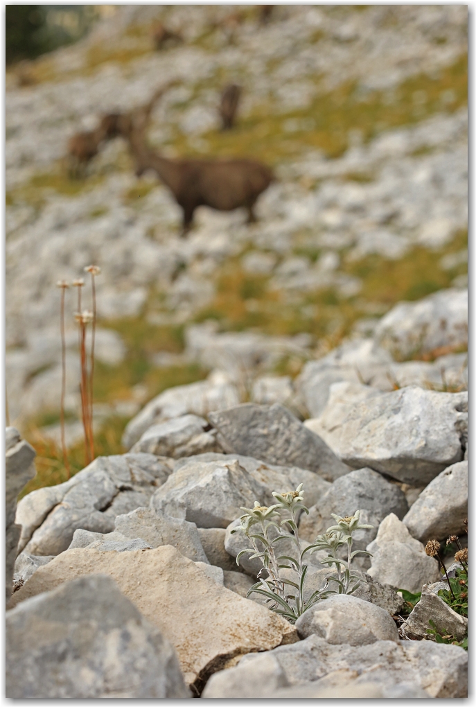 bouquetins du Vercors