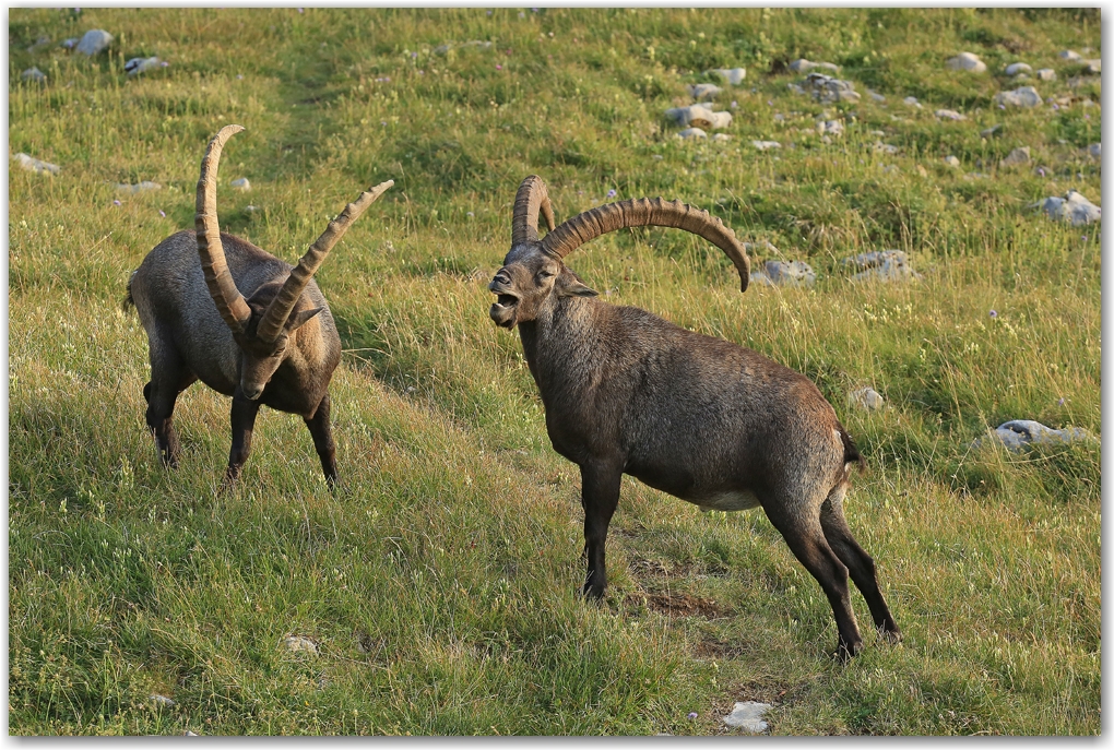 rencontres estivales