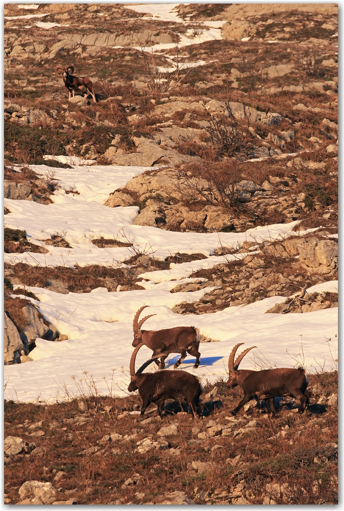 biodiversité dans le Vercors