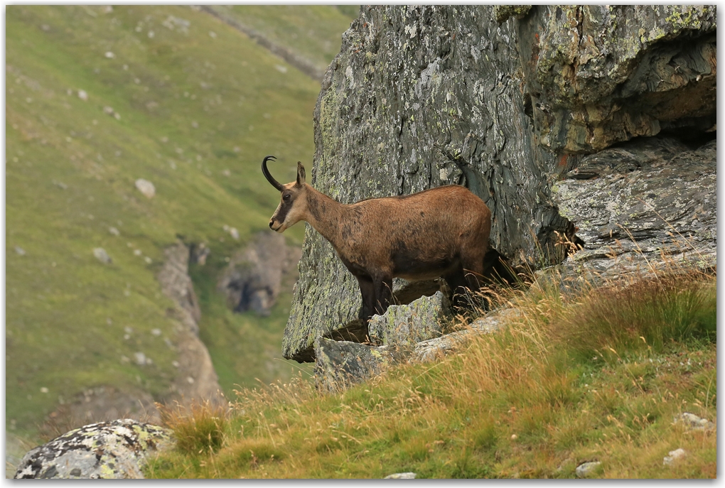 Gran Paradiso