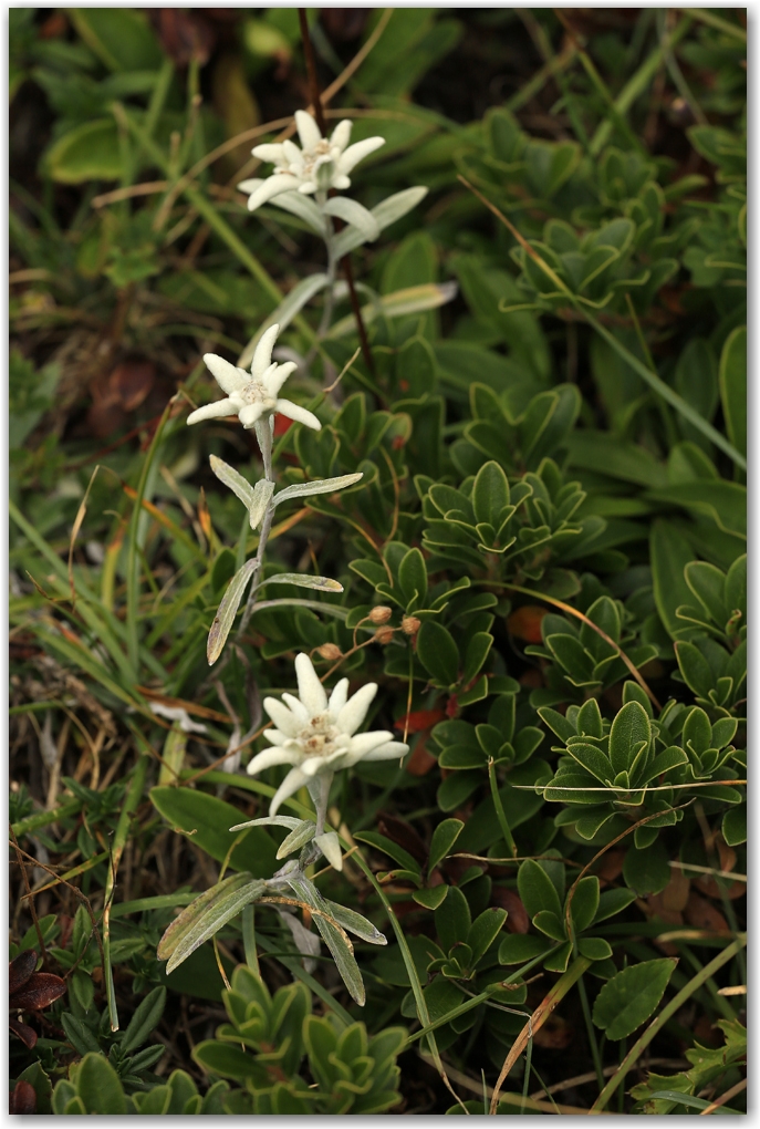 bouquetins du Vercors