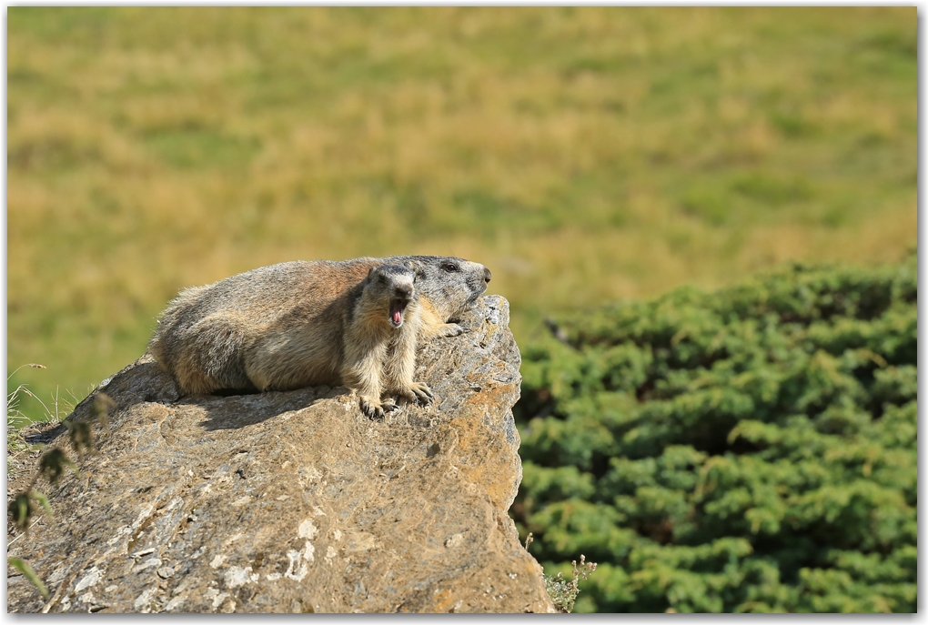 Gran Paradiso