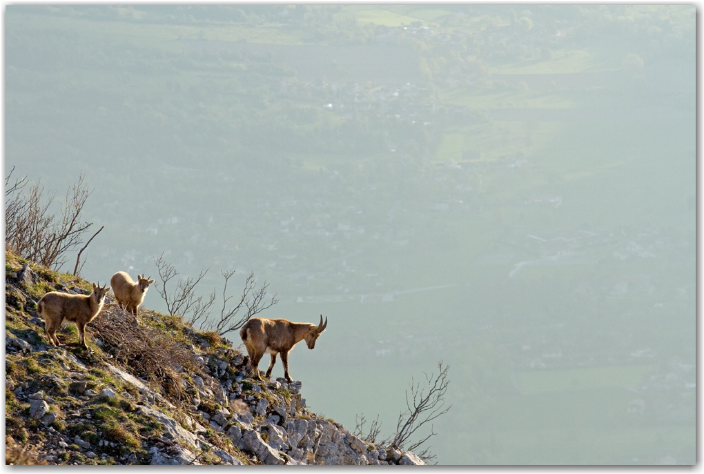 la faune du Vercors