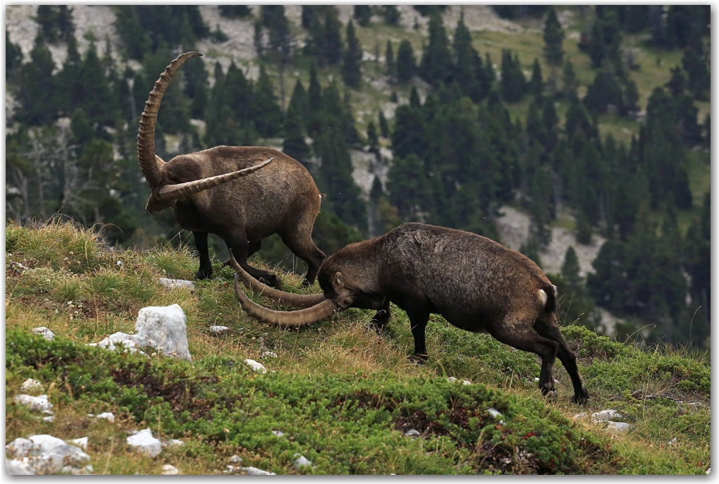 bouquetins du Vercors