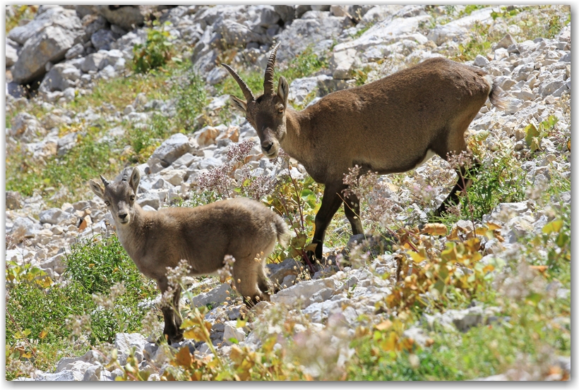 les pyrénées