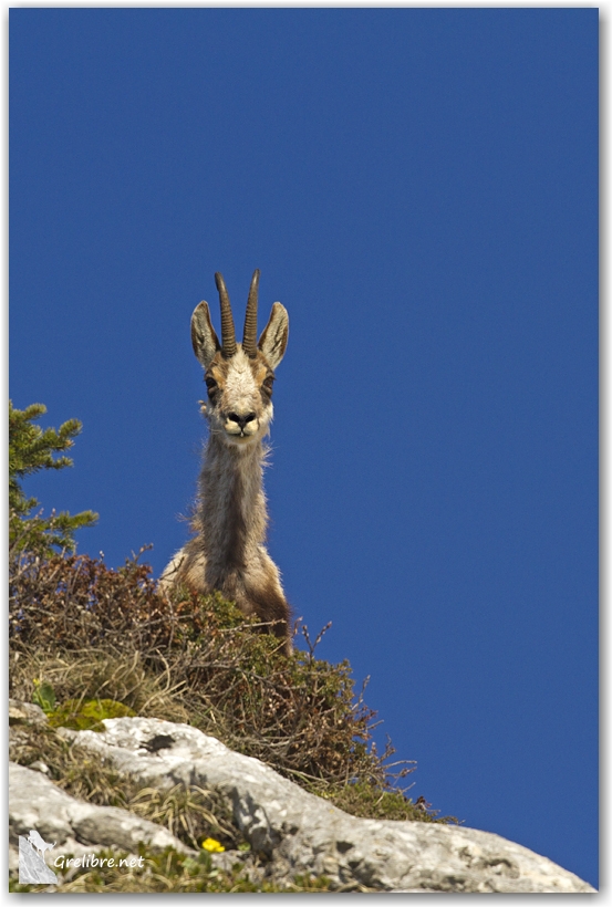 Crêtes du Vercors