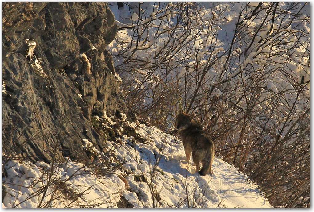 le loup