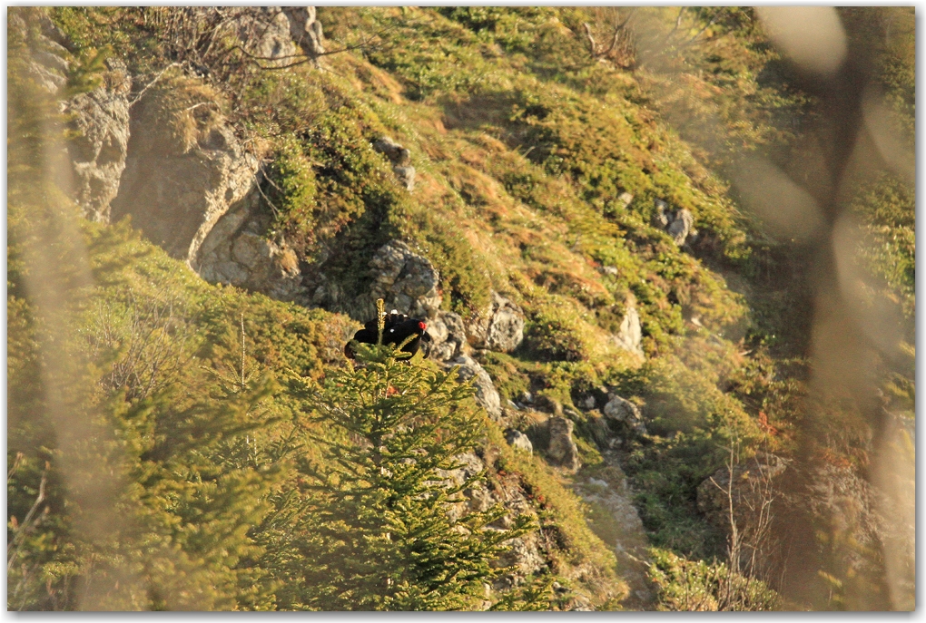 faune du Vercors