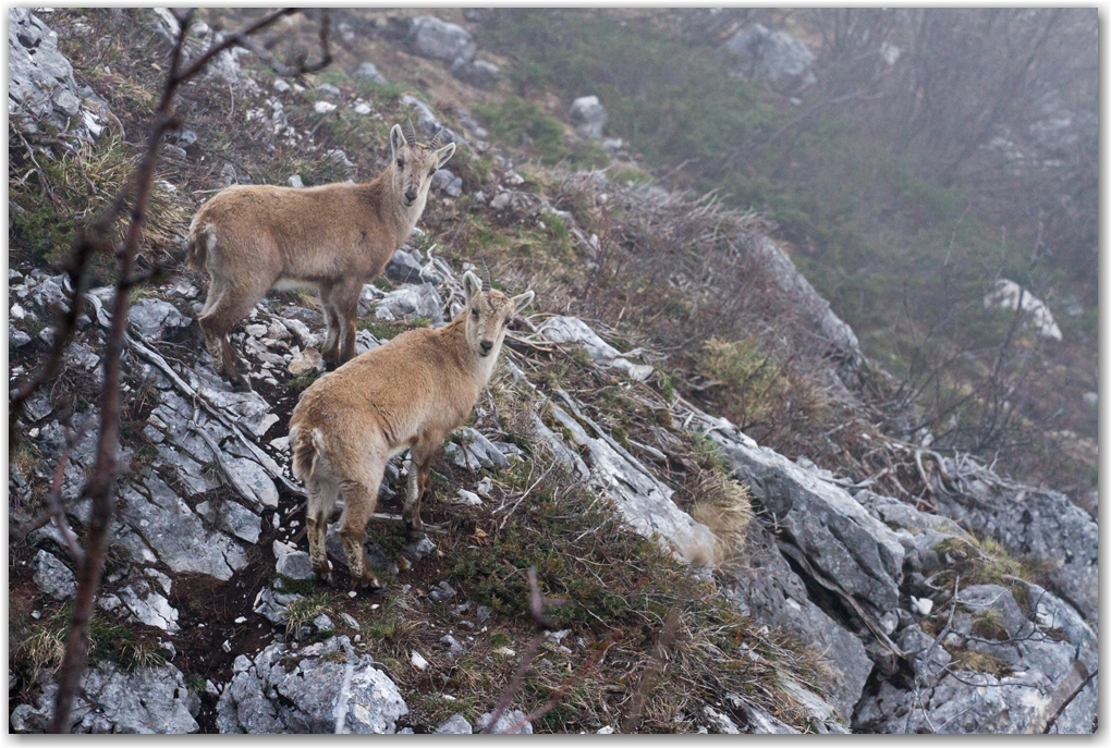 nuage et faune du vercors...