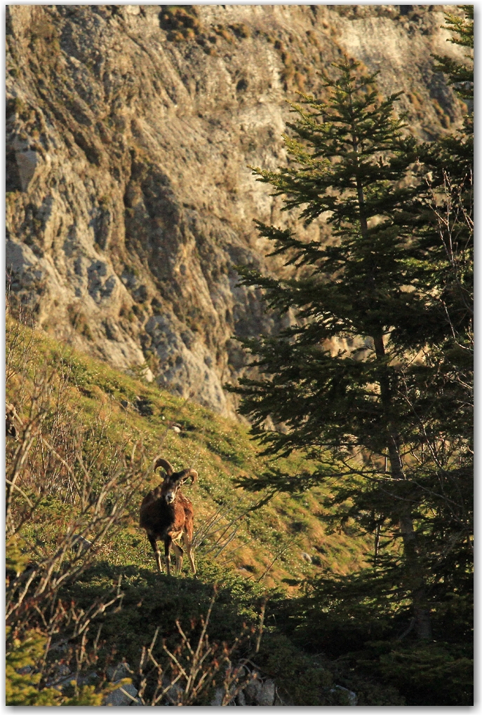 faune du Vercors