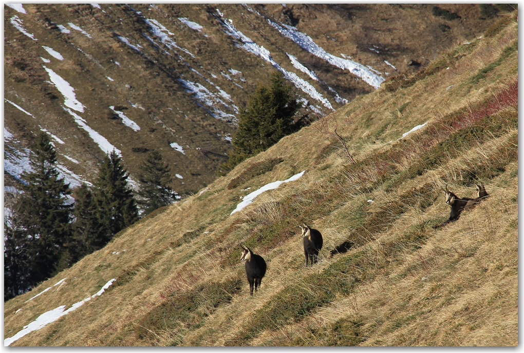 biodiversité dans le Vercors