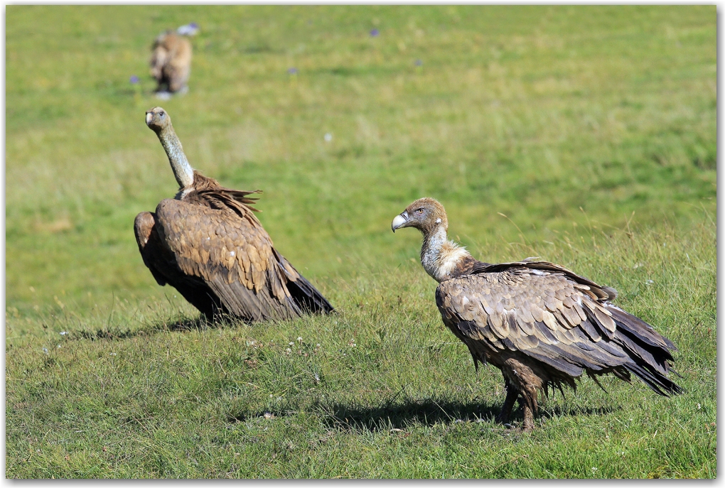 les rapaces des Pyrénées