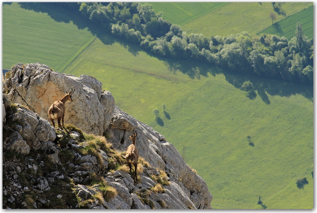 faune du Vercors