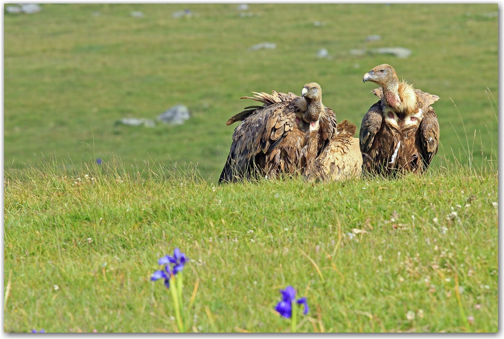 les rapaces des Pyrénées