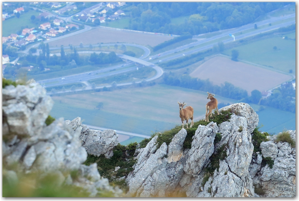 mouflons au balcon