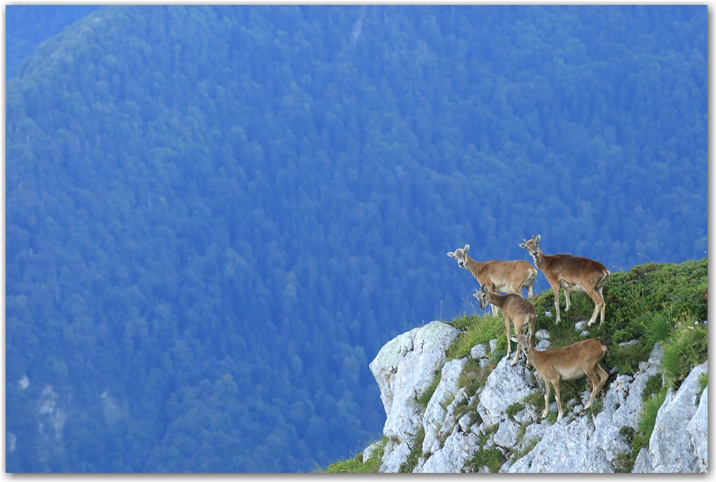 mouflons au balcon