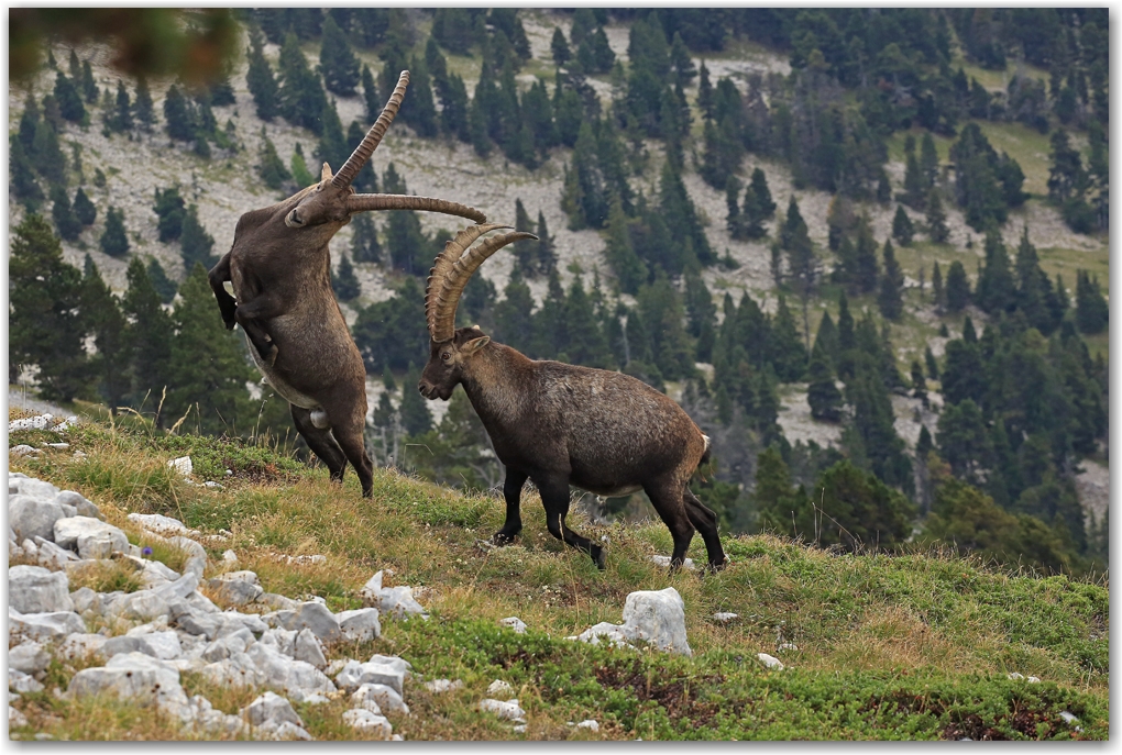 bouquetins du Vercors