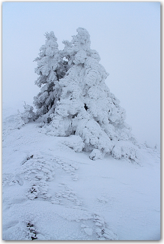 givre en Chartreuse