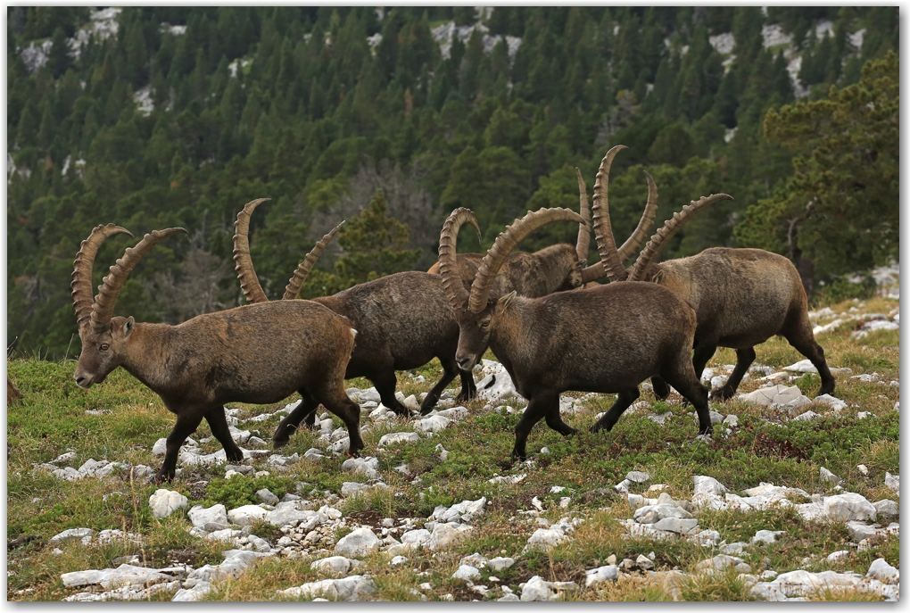 bouquetins du Vercors