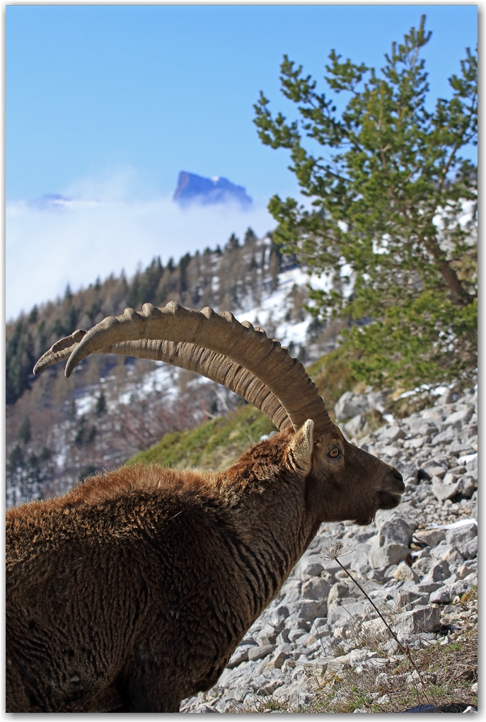neige de printemps dans le Vercors