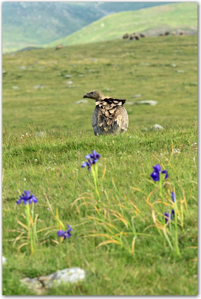 les rapaces des Pyrénées