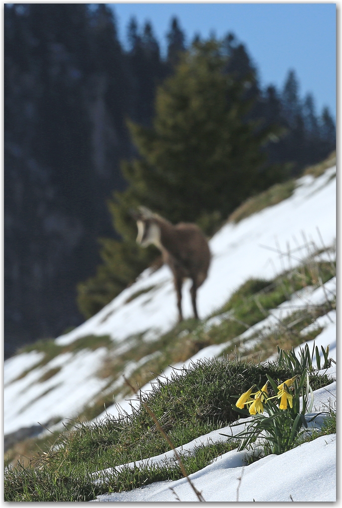 Une Dent de Crolles hivernale au printemps