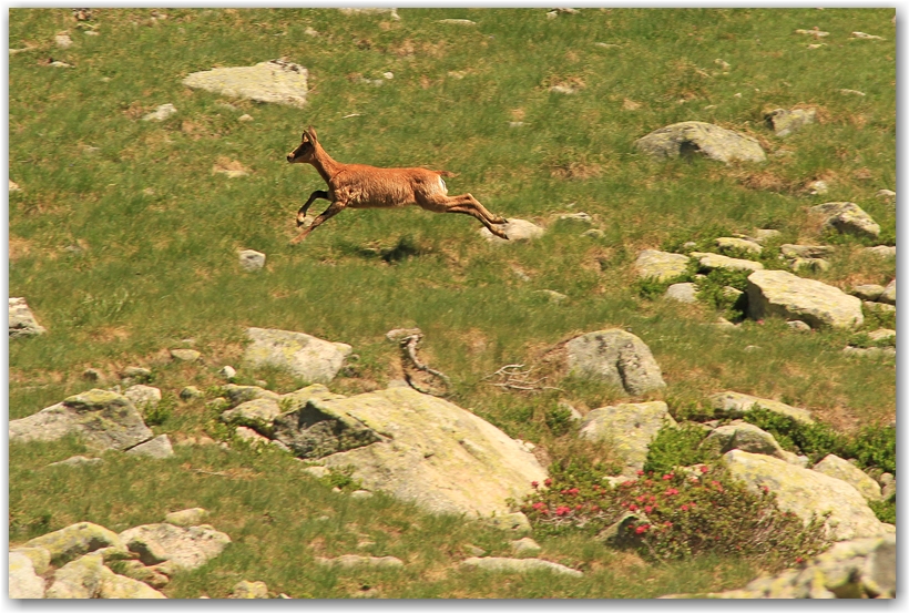 les pyrénées