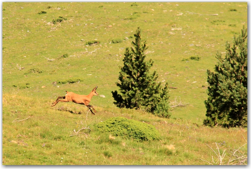 les pyrénées