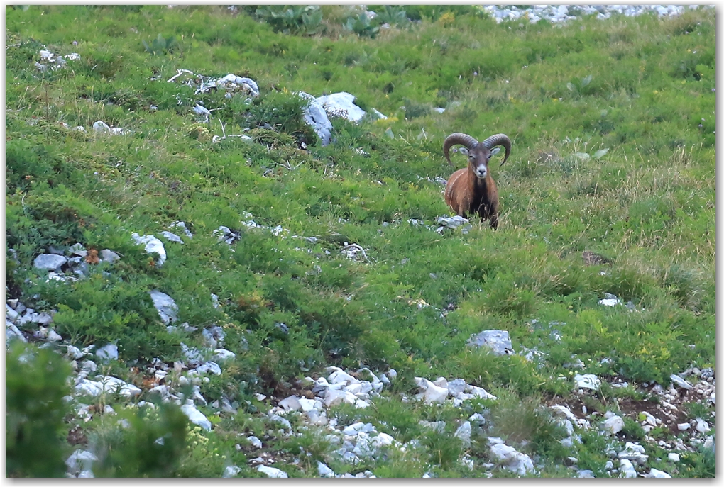 mouflons au balcon