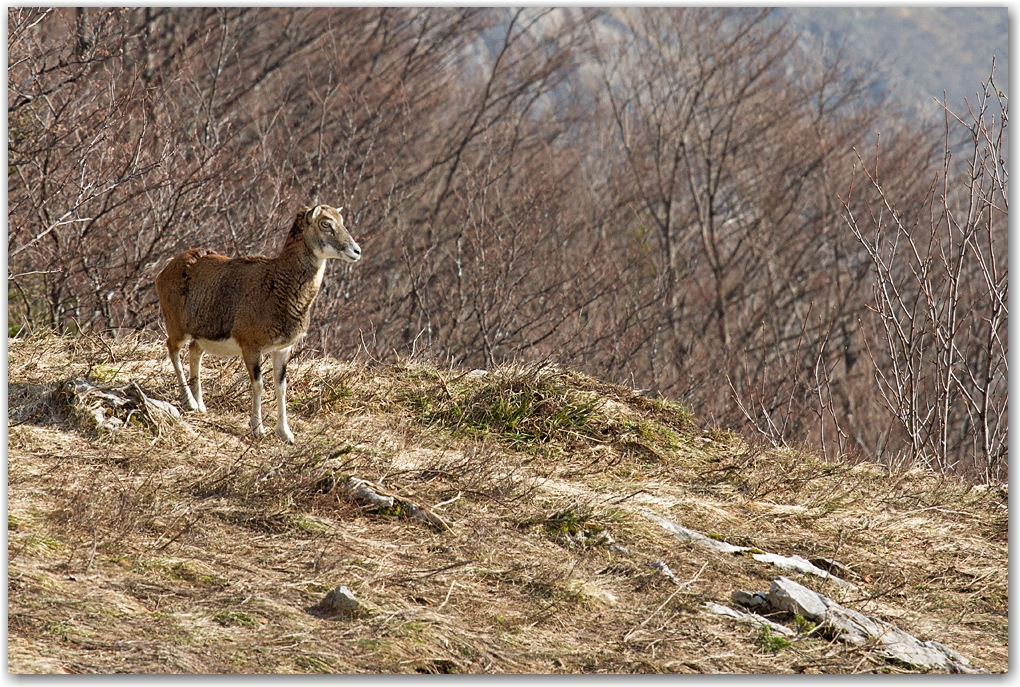 rencontre dans le Vercors