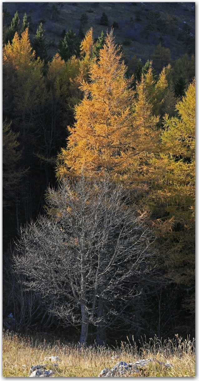 automne