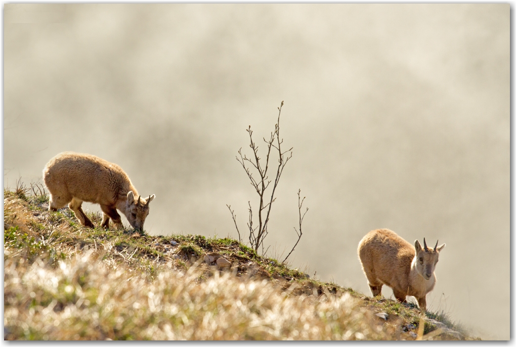 la faune du Vercors