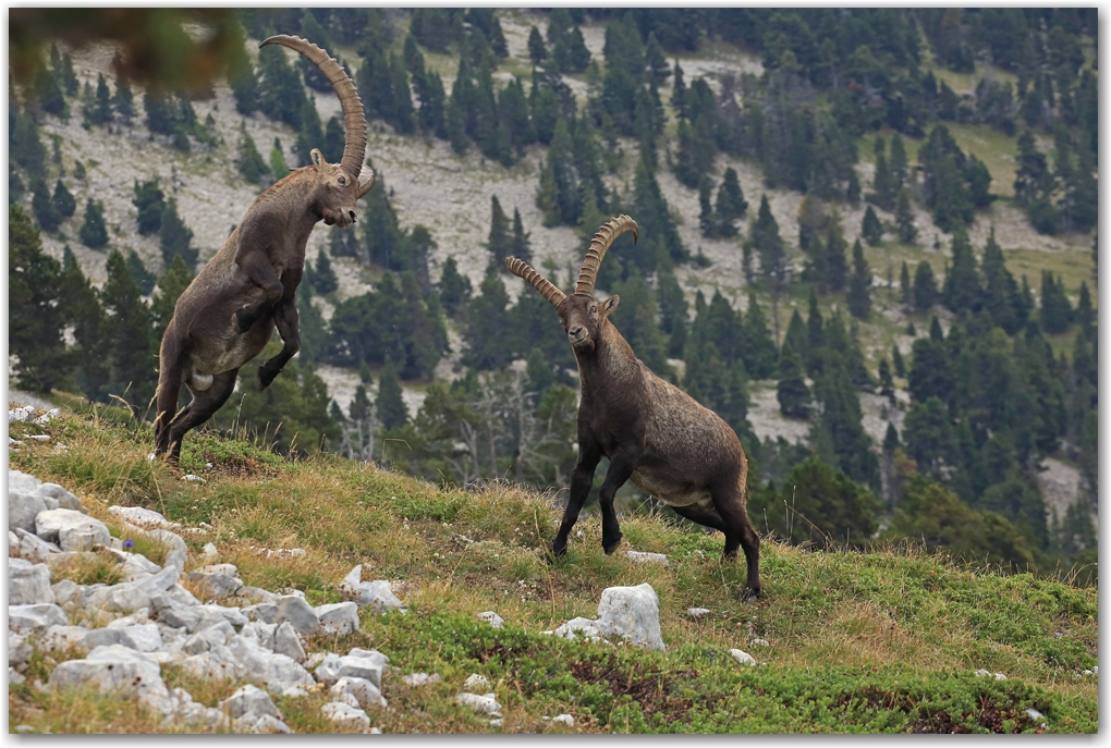 bouquetins du Vercors