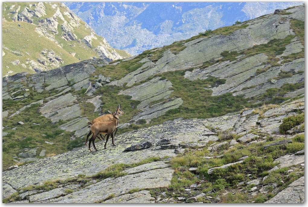 Gran Paradiso