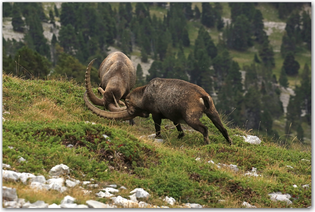 bouquetins du Vercors