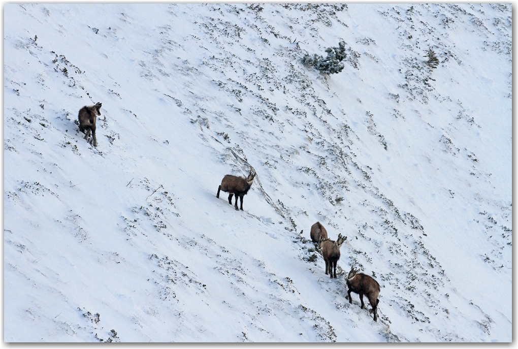 Encore une Dent de Crolles en mode hiver