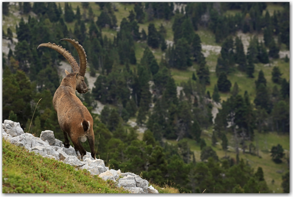 bouquetins du Vercors