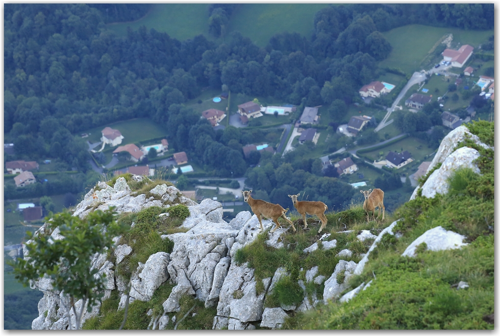 mouflons au balcon