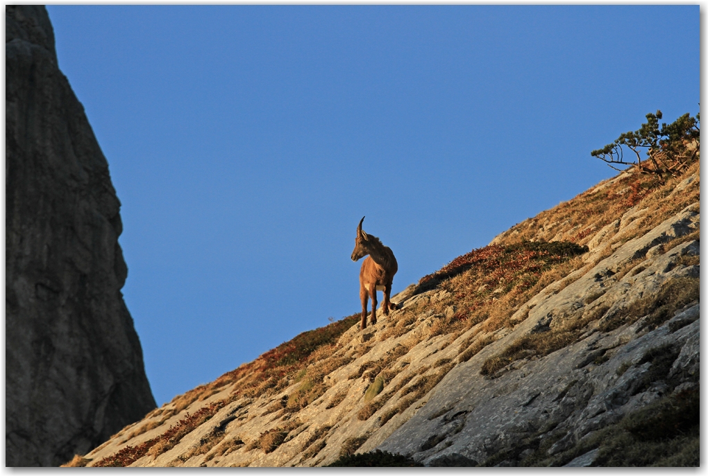 faune du Vercors