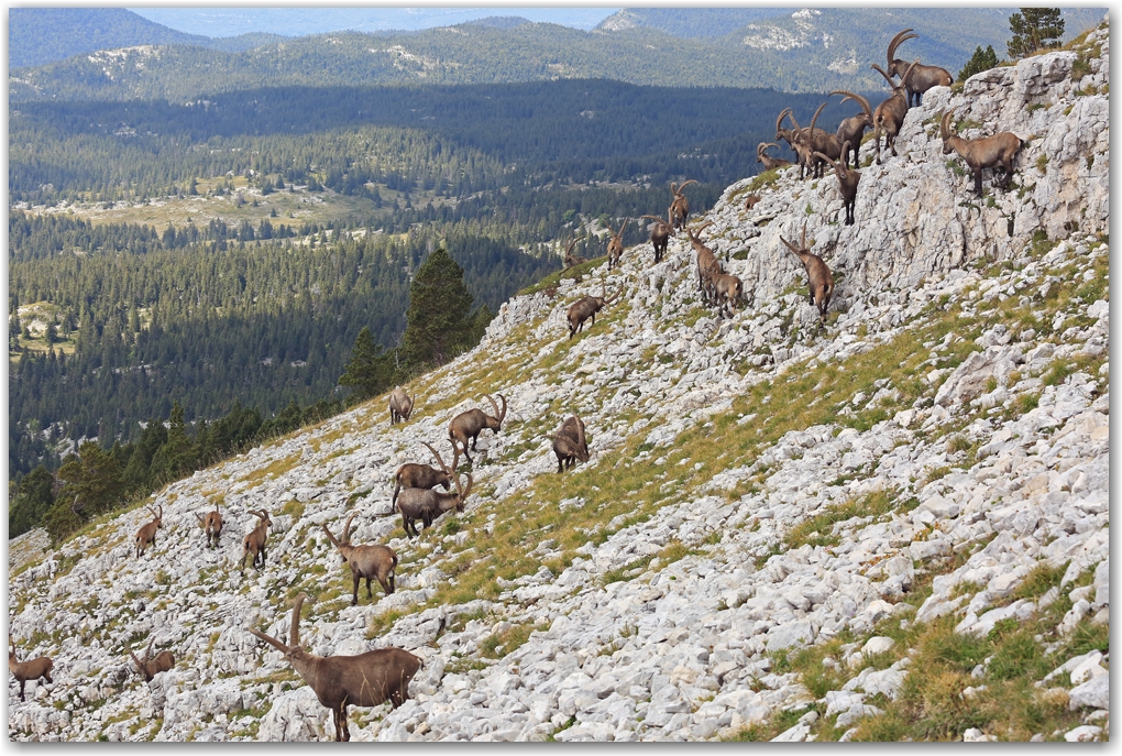 bouquetins du Vercors