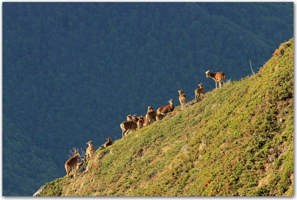 faune du Vercors