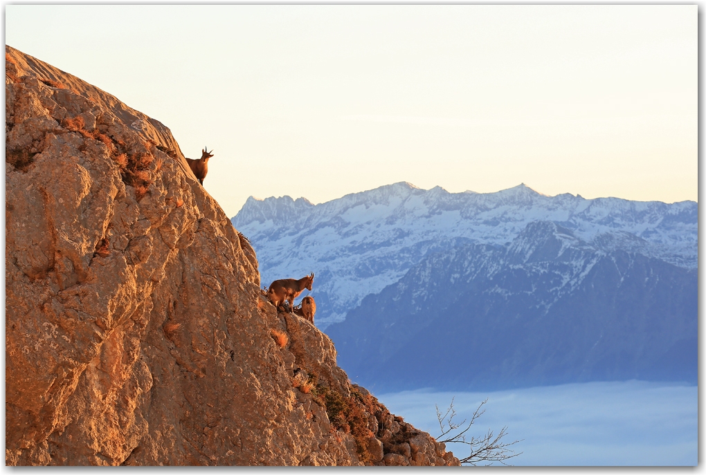 les bouquetins en hiver sans neige