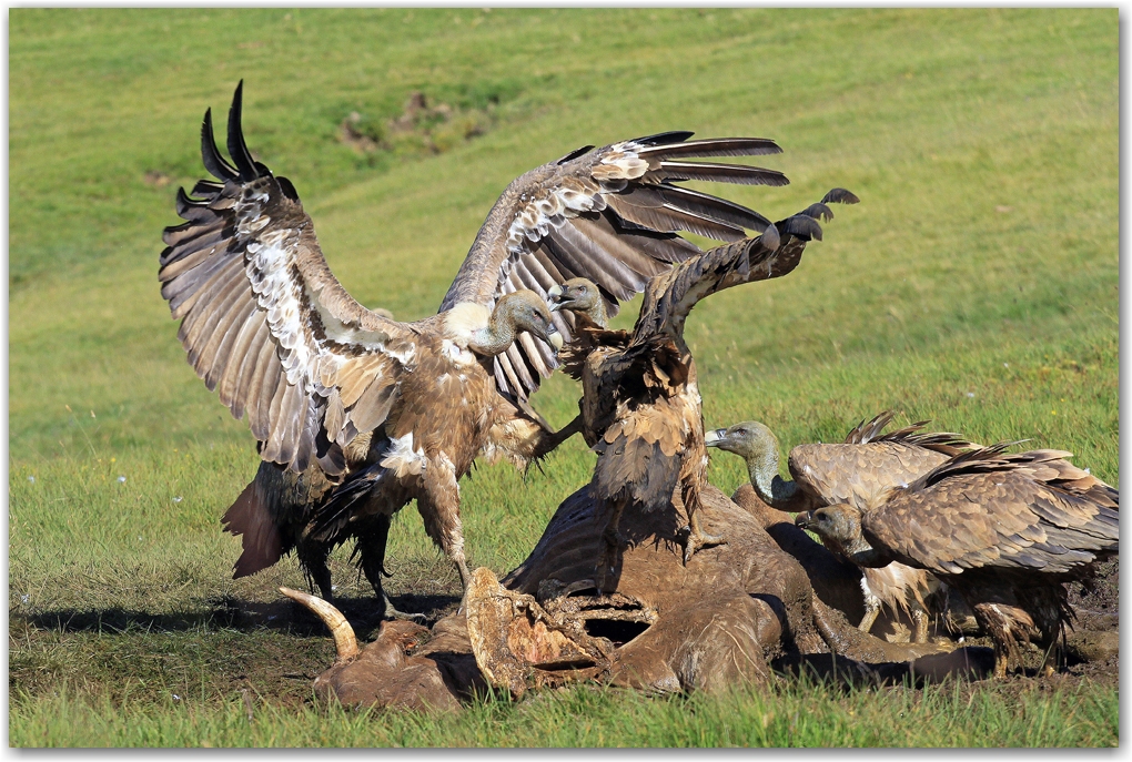 les rapaces des Pyrénées