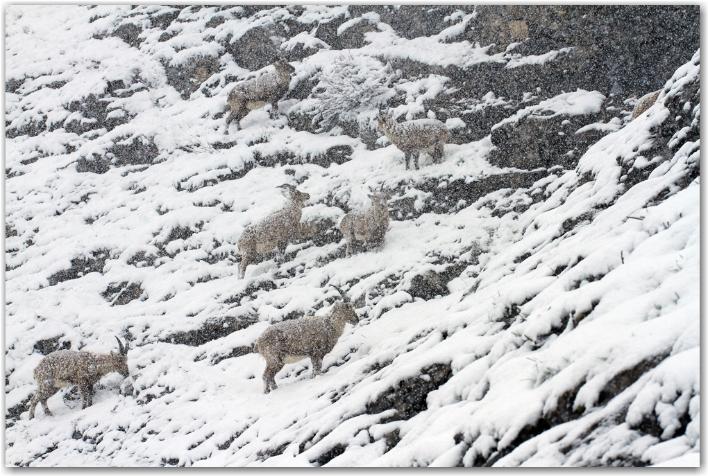 le retour de l'hiver