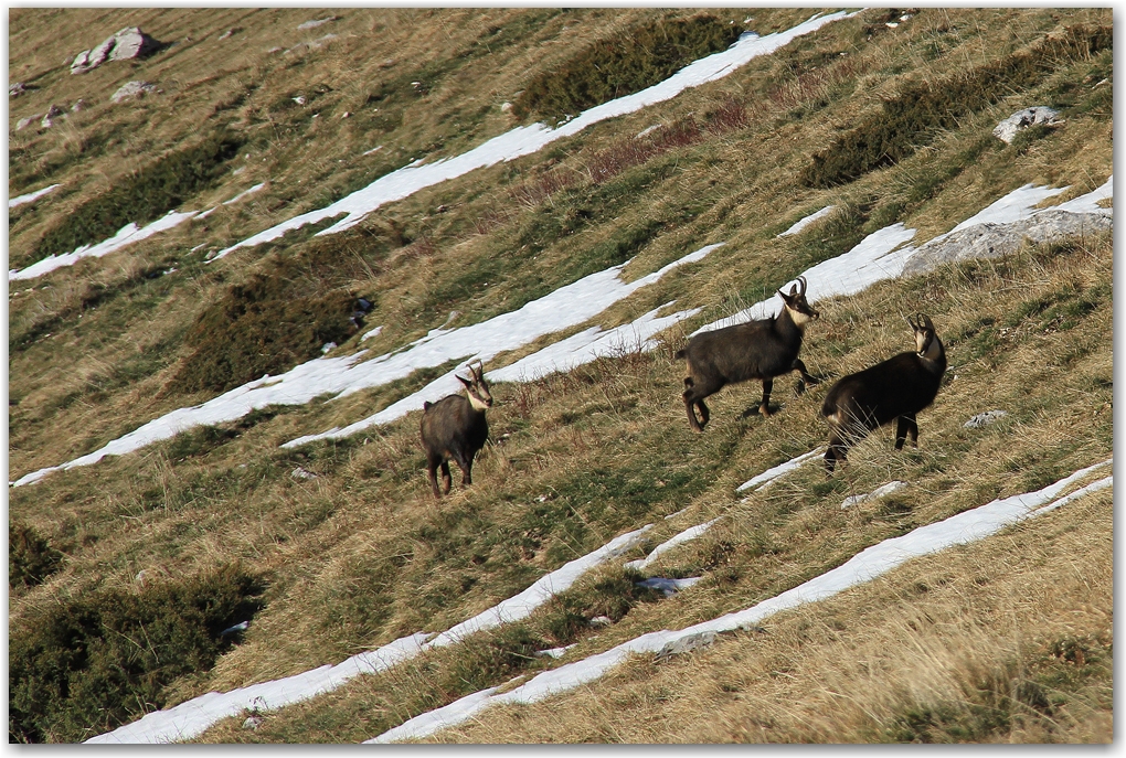 biodiversité dans le Vercors