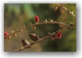 fleurs de mélèze