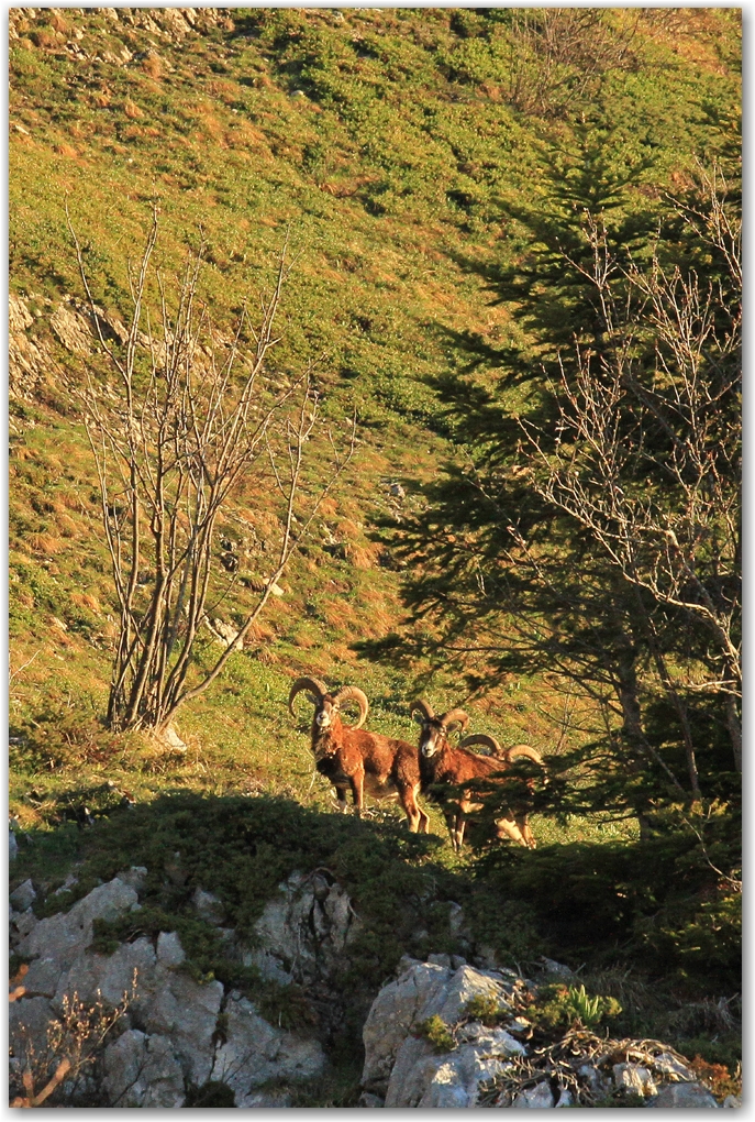 faune du Vercors