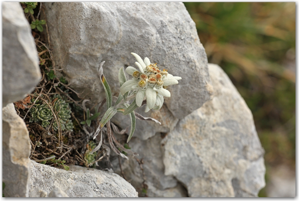 bouquetins du Vercors