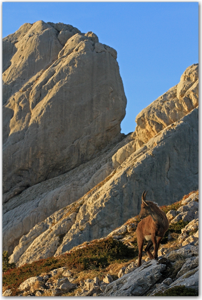 faune du Vercors