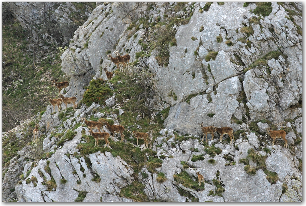 faune du Vercors